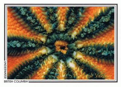 164 Striped sunstar (Solaster stimpsoni), Snake Island, Nanaimo area