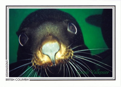 165   California sea lion (Zalophus californianus), Race Rocks Ecological Reserve, Strait of Juan de Fuca