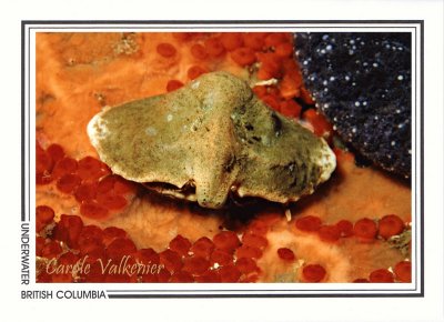 169 Butterfly crab (Cryptolithodes typicus), Gabriola Pass, Southern Gulf Islands