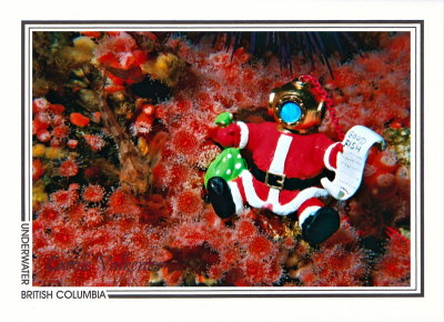 171   Santa with Good Fish List in strawberry anemones (Corynactis californica), Richmond Reef, Quadra Island