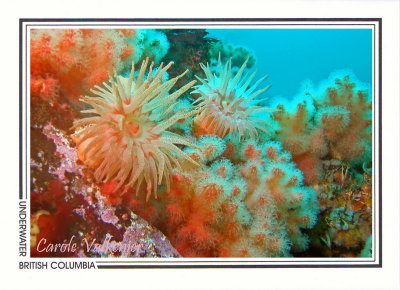 173   Crimson anemones (Cribrinopsis fernaldi) and soft coral (Eunephtya rubiformis), Browning Passage, Queen Charlotte Strait