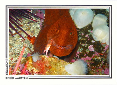 179 Juvenile wolf-eel (Anarrhichthys ocellatus), Browning Passage, Queen Charlotte Strait