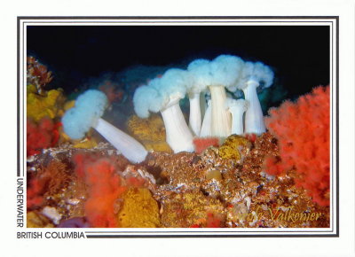 180 Giant plumose anemone (Metridium farcimen), Browning Passage, Queen Charlotte Strait