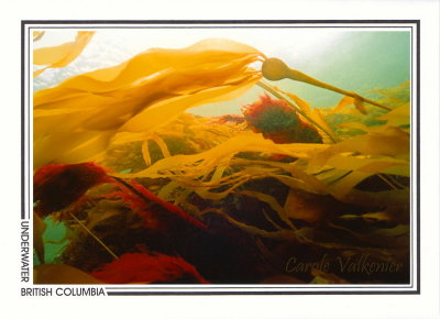 183 Bull kelp (Nereocystis luetkeana), Discovery Passage, Quadra Island area