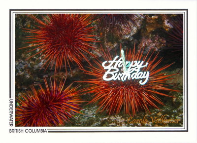 184 Giant red sea urchins (Strongylocentrotus franciscanus), Richmond Reef, Quadra Island