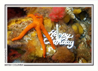 185 Blood star on sponge (Henricia leviuscula), Browning Wall, Queen Charlotte Strait