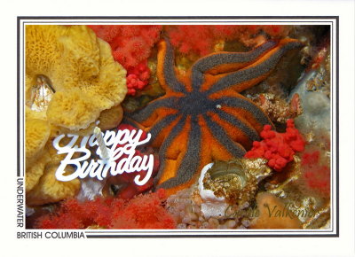 186 Striped sunstar (Solaster stimpsoni), Browning Passage, Queen Charlotte Strait