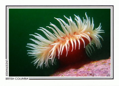 189 Fish-eating anemone (Urticina piscivora), Cape Calvert, Queen Charlotte Sound