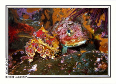 190   Puget Sound king crab, juvenile (Lopholithodes mandtii) and Red Irish Lord sculpin (Hemilepidotus hemilepidotus), Quadra