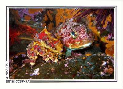 190 Puget Sound king crab, juvenile (Lopholithodes mandtii) and Red Irish Lord sculpin (Hemilepidotus hemilepidotus), Quadra