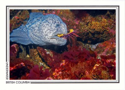 193   Wolf-eel, male, female in den (Anarrhichthys ocellatus), Crocker Rock, Queen Charlotte Strait