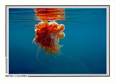 194 Sea blubber jellyfish (Cyanea capillata), Eagle Rock, Queen Charlotte Strait