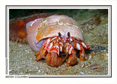 195 Black-eyed hermit crab (Pagurus armatus), Sunday Island near Namu, Fitzhugh Sound