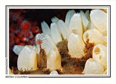 196   Pink-mouth hydroid (Ectopleura marina) among aggregated vase sponge (Polymastia pacifica), Quadra Island