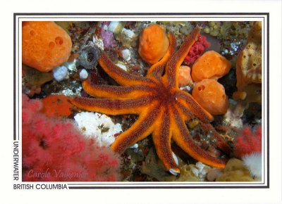 198   Striped sunstar (Solaster stimpsoni), Browning Passage, Queen Charlotte Strait