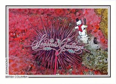 200   Giant red sea urchin (Strongylocentrotus franciscanus), Quadra Island
