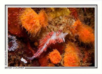 203 Aeolid nudibranch with eggs (Flabellina verrucosa), Copper Cliffs, Quadra Island