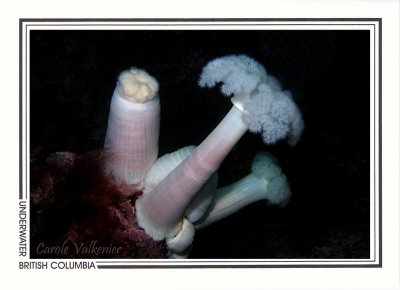 204   Giant plumose anemones (Metridium farcimen), Browning Passage, Queen Charlotte Strait