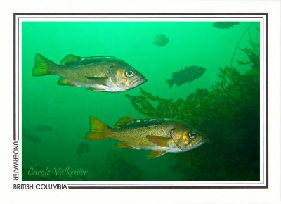 205   Yellowtail rockfish (Sebastes flavidus), Lou's Hole, Slingsby Channel