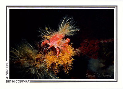 206 Cryptic kelp crab (Pugettia richii) on orange hydroids, Browning Passage, Queen Charlotte Strait