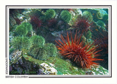 209   Green sea urchins (Strongylocentrotus droebachiensis),  red sea urchins (S. franciscanus), Whiskey Point, Quadra Island