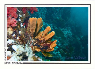 214 Glove sponge on wall (Amphilectus digitatus), Browning Passage, Queen Charlotte Strait