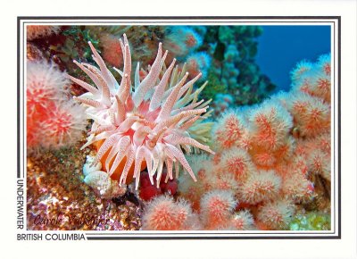 215 Crimson anemone (Cribrinopsis fernaldi) and soft coral (Eunephtya rubiformis), Browning Passage, Queen Charlotte Strait
