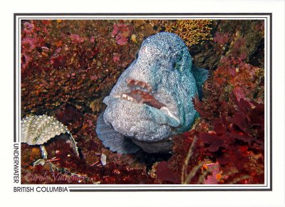 216   Wolf-eel (Anarrhichthys ocellatus), Crocker Rock, Queen Charlotte Strait