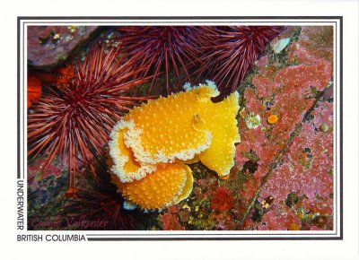 217 Orange-peel nudibranch/sea slug (Tochuina tetraquetra), Browning Passage, Queen Charlotte Strait