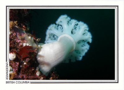 218 Giant plumose anemone (Metridium farcimen), Browning Passage, Queen Charlotte Strait
