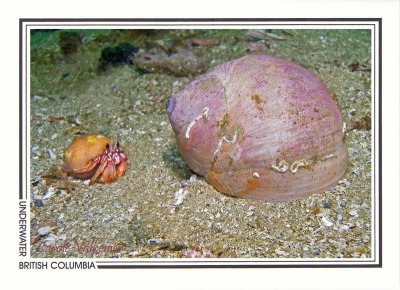 219 Black-eyed hermit crab (Pagurus armatus) and moonsnail, Sunday Island near Namu, Fitz Hugh Sound