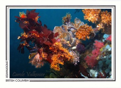 221 Mussels, hydroids, paddle tunicates, red seaweed, feather-duster tubeworm, soft coral, Browning Pass