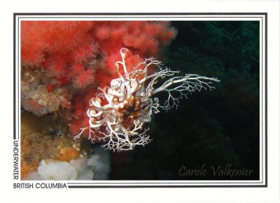 222 Basket star (Gorgonocephalus eucnemis) on soft coral (Eunephtya rubiformis), Browning Passage, Queen Charlotte Strait