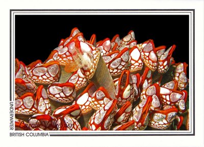 224 Gooseneck barnacles (Pollicipes polymerus), Nakwatko Rapids, Slingsby Channel