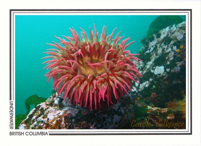 226 Fish-eating anemone (Urticina piscivora), Browning Passage, Queen Charlotte Strait