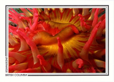 227   Fish-eating anemone, close-up (Urticina piscivora), Browning Passage, Queen Charlotte Strait