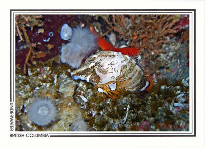 229   Grunt sculpin (Rhamphocottus richardsonii), Browning Passage, Queen Charlotte Strait