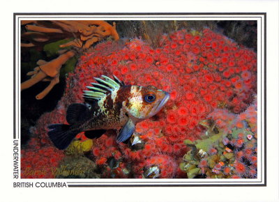 237   Quillback rockfish (Sebastes maliger), Quadra Island area, Discovery Passage