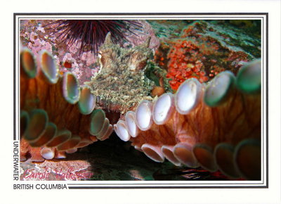 238 Giant Pacific octopus (Enteroctopus dofleini), Steep Island, Discovery Passage