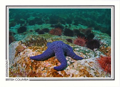 239 Purple sea star (Pisaster ochraceus), Whiskey Point, Quadra Island