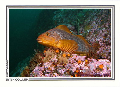 240 Kelp greenling, female (Hexagrammos decagrammus), Copper Cliffs, Quadra Island