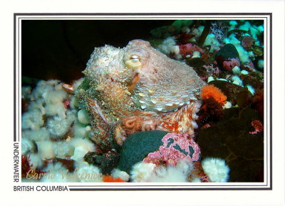 241 Giant Pacific octopus (Enteroctopus dofleini), Seven-Tree Island, Browning Passage, Queen Charlotte Strait