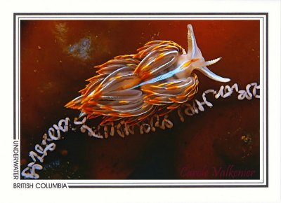 242 Opalescent nudibranch (Hermissenda crassicornis), Takush Harbour, Smith Inlet, Queen Charlotte Strait
