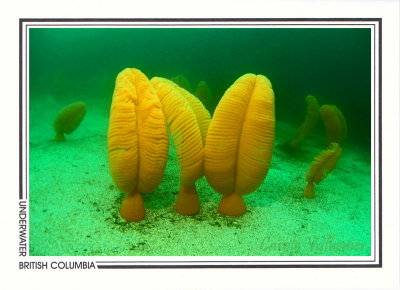 245   Orange sea pens (Ptilosarcus gurneyi), Hussar Point, Browning Passage, Queen Charlotte Strait