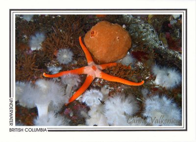 246 Blood star (Henricia leviuscula) and peach ball sponge (Suberites montiniger), Browning Wall, Queen Charlotte Strait