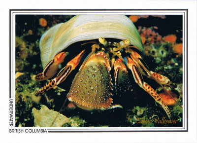 152   Widehand hermit crab (Elassochirus tenuimanus), Gabriola Island area