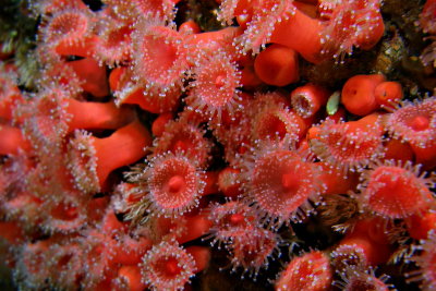 1427.5   Strawberry anemones, Mozino Point
