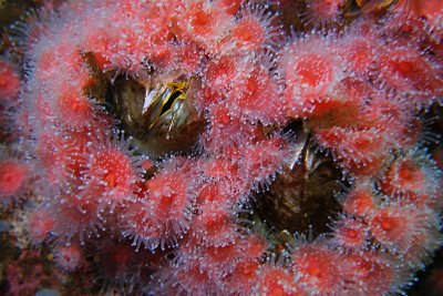 C273  Strawberry anemones and giant acorn barnacles, Mozino Point
