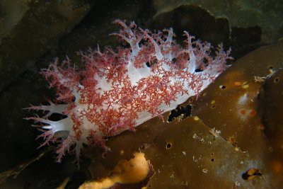 1428.32   Red dendronotid nudibranch, Diane's Drift