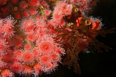 1429.4   Strawberry anemones and red seaweed, Mozino Point